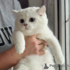 Photo №4. Je vais vendre scottish fold en ville de Berlin. annonce privée, éleveur - prix - négocié