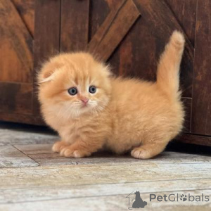 Photo №1. munchkin - à vendre en ville de Anderlecht | négocié | Annonce № 156699