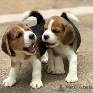 Photo №1. beagle - à vendre en ville de Берлинген | Gratuit | Annonce №116057