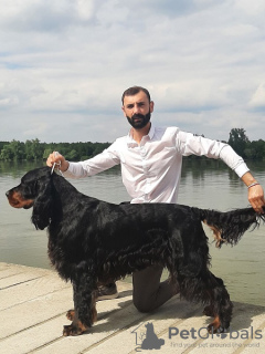 Photo №1. setter gordon - à vendre en ville de Бачка-Паланка | Gratuit | Annonce №121603