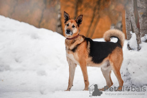 Photo №1. chien bâtard - à vendre en ville de Москва | Gratuit | Annonce №49647