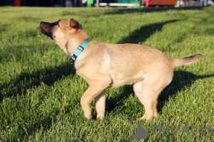 Photo №3. Chiot positif Anfisa entre de bonnes mains. Fédération de Russie