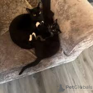 Photo №3. Adorables chatons Bombay disponibles à l'adoption.. La finlande