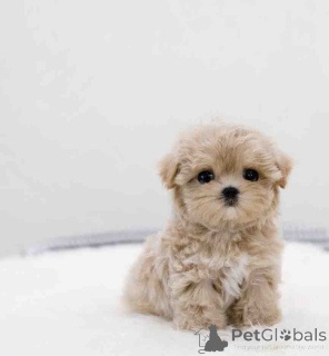 Photo №1. maltipu - à vendre en ville de Charlotte Amalie | 478€ | Annonce №139126