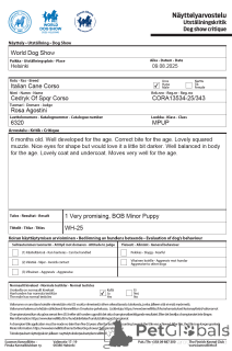 Photo №3. Catanuta Damian. La Roumanie