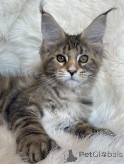 Photo №1. maine coon - à vendre en ville de Alabama | 1€ | Annonce № 161200