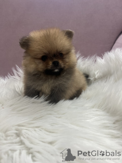 Photo №2 de l'annonce № 113934 de la vente spitz nain - acheter à Serbie éleveur