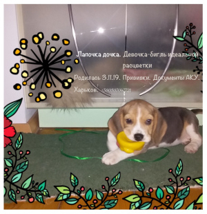 Photo №1. beagle - à vendre en ville de Kharkov | Négocié | Annonce №5251