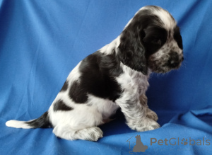 Photo №4. Je vais vendre cocker américain, cocker spaniel anglais en ville de Minsk. annonce privée - prix - négocié