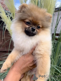 Photos supplémentaires: Chiots de Poméranie du plus haut pedigree