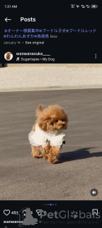 Photo №1. caniche (jouet) - à vendre en ville de Hambourg | négocié | Annonce №163988