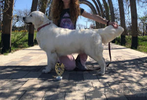 Photo №4. Je vais vendre golden retriever en ville de Krasnodar. éleveur - prix - 739€