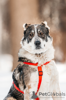 Photo №1. chien bâtard - à vendre en ville de Москва | Gratuit | Annonce №98615