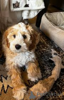 Photo №1. labradoodle - à vendre en ville de Manchester | 700€ | Annonce №165714