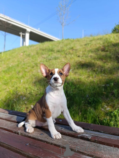 Photos supplémentaires: Chiots Basenji à vendre