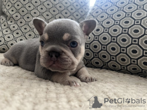 Photo №2 de l'annonce № 120944 de la vente bouledogue - acheter à USA annonce privée