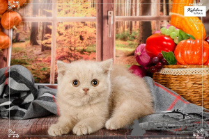 Photo №2 de l'annonce № 165887 de la vente british shorthair - acheter à Allemagne éleveur