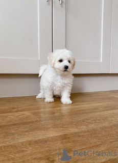 Photo №1. bichon à poil frisé - à vendre en ville de Seda | 350€ | Annonce №71466