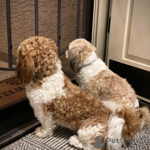 Photo №4. Je vais vendre shih tzu en ville de Дортмунд. éleveur - prix - 400€