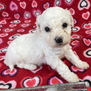 Photo №1. bichon à poil frisé - à vendre en ville de Texas City | négocié | Annonce №105491