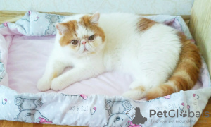 Photo №4. Je vais vendre exotic shorthair en ville de Minsk. éleveur - prix - 1000€