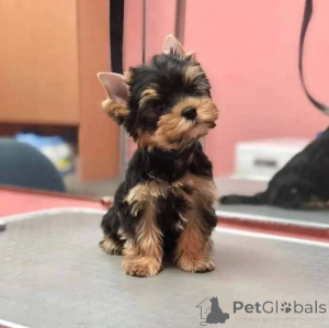 Photo №2 de l'annonce № 165317 de la vente yorkshire terrier - acheter à L'Autriche éleveur