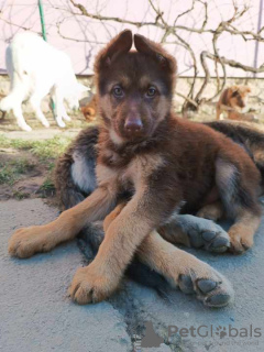 Photo №3. Chiots berger allemand brun. Serbie