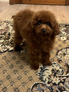 Photo №3. Caniche toy 8 mois/mâle. Ukraine