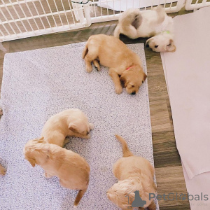 Photo №3. Chiots Goldendoodle à vendre. Allemagne