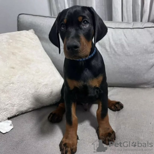 Photo №2 de l'annonce № 104946 de la vente dobermann - acheter à USA annonce privée, éleveur