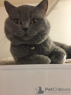 Photo №2 de l'annonce № 28799 de la vente british shorthair - acheter à La Grande-Bretagne 