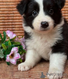 Photo №4. Je vais vendre welsh corgi en ville de Wiener Neustadt. éleveur - prix - 325€