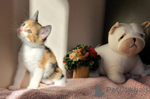 Photo №3. Chatons européens à courte durée avec documents. L'Autriche