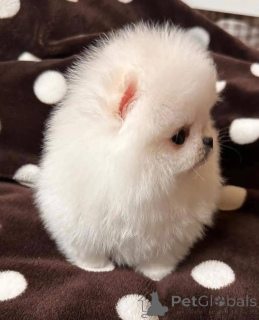 Photo №3. Szczenięta pomeraniana do adoption, bardzo przyjazne dla dzieci innych zwierząt,. Pologne