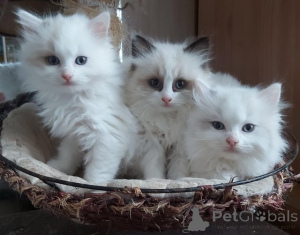 Photo №1. ragdoll - à vendre en ville de Utrecht | Gratuit | Annonce № 159207