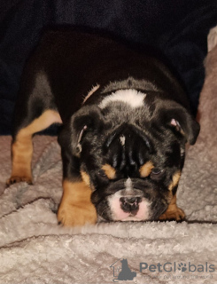 Photo №3. Chiot bouledogue anglais de race complète. USA