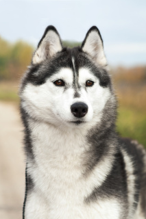 Photos supplémentaires: Chien husky aux yeux bleus