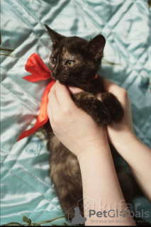 Photo №4. Je vais vendre chat de gouttière en ville de Minsk. annonce privée - prix - Gratuit