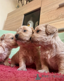 Photo №1. maltipu - à vendre en ville de Desuu-roxlau | 350€ | Annonce №154437