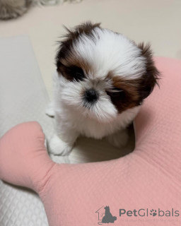 Photo №3. Entzückende Shih-Tzu-Welpen suchen ein liebevolles Zuhause!. Allemagne