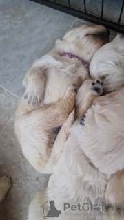 Photo №1. golden retriever - à vendre en ville de Baltimore | 568€ | Annonce №111886