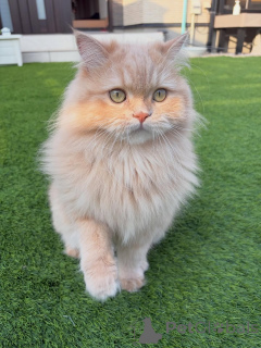 Photo №1. sibérien - à vendre en ville de Egilsstaðir | négocié | Annonce № 158457