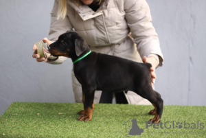 Photos supplémentaires: Chiots Dobermann