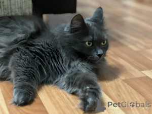 Photo №4. Je vais vendre  en ville de Minsk. annonce privée - prix - Gratuit