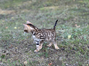 Photo №4. Je vais vendre bengal en ville de Флоренция. annonce privée, de la fourrière, éleveur - prix - négocié