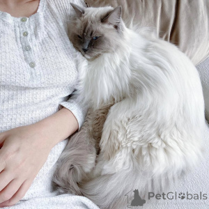 Photo №1. ragdoll - à vendre en ville de Arnem | 533€ | Annonce № 159298