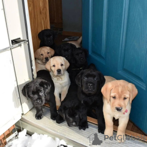 Photo №1. labrador retriever - à vendre en ville de Friedberg (Hessen) | 350€ | Annonce №74523