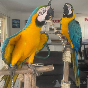 Photo №4. Je vais vendre  en ville de Sydney.  - prix - 678€