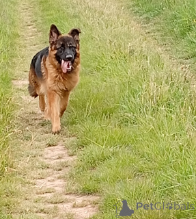 Photo №2 de l'annonce № 141324 de la vente chien bâtard - acheter à République Tchèque éleveur