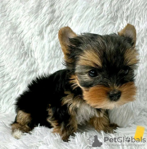 Photo №1. biewer yorkshire terrier - à vendre en ville de Ohio City | négocié | Annonce №123112